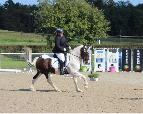 dressage horse Blakey (Irish Sport Horse, 2009)