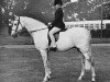 stallion Cusop Footprint (Welsh Partbred, 1964, from Bwlch Valentino)