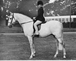 stallion Cusop Footprint (Welsh Partbred, 1964, from Bwlch Valentino)