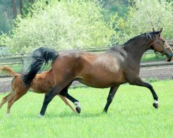 broodmare Vera Cruz (Trakehner, 2005, from Le Tigre AA)