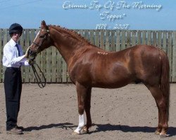 stallion Erimus Top Of The Morning (British Riding Pony, 1979, from Erimus Film Star)