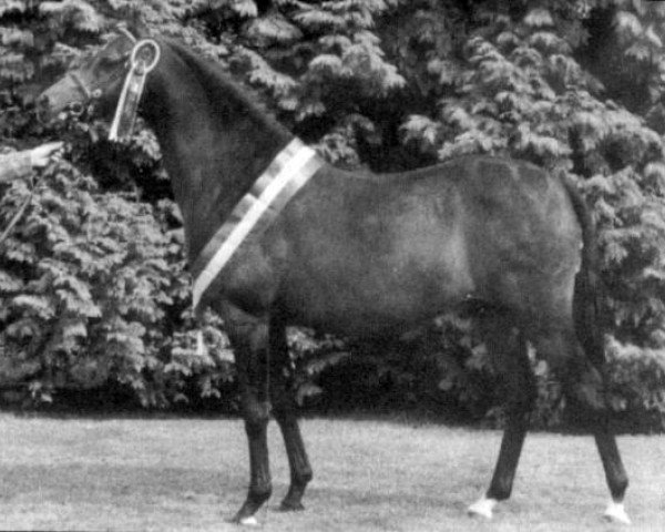 stallion Whitemere Sandpiper (British Riding Pony, 1980, from Botingelle Kingfisher)