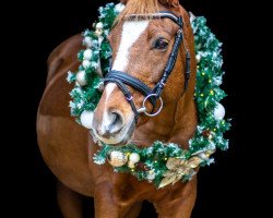 dressage horse Klarabella (German Riding Pony, 2009, from Fs Dr Watson)