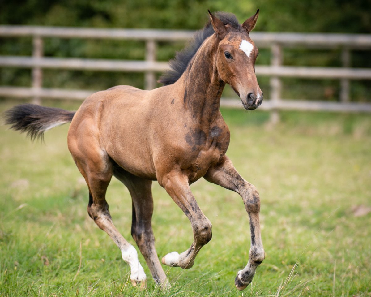 Springpferd Con Divertido (Holsteiner, 2023, von Conthalou)