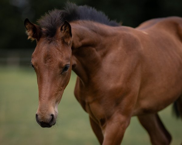 dressage horse Magic Majestra W (Hanoverian, 2023, from Maracana)