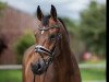 dressage horse Sir Lanzelot 10 (Oldenburg, 2009, from Sandro Hit)