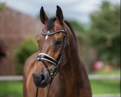 dressage horse Sir Lanzelot 10 (Oldenburg, 2009, from Sandro Hit)