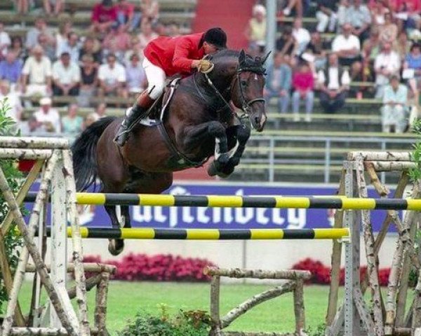 Pferd Darco (Belgisches Warmblut, 1980, von Lugano van La Roche)