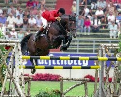 Deckhengst Darco (Belgisches Warmblut, 1980, von Lugano van La Roche)