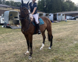 jumper Parfait Jvh (Belgian Warmblood, 2015, from Le Blue Diamond v't Ruytershof)