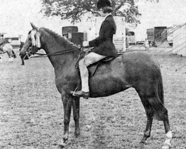 Zuchtstute Kilbees Celebration (British Riding Pony, 1964, von Bubbly)