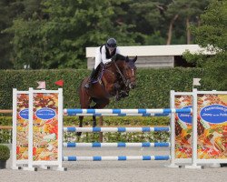 stallion Pablo vd Donkhoeve (Belgian Warmblood, 2015, from Etoulon VDL)