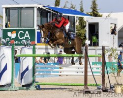 Springpferd Jada van de Gaverranch (Belgisches Warmblut, 2009, von Querlybet Hero)