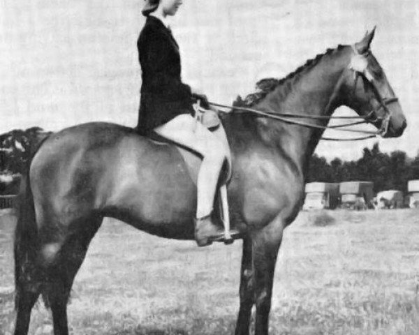 Zuchtstute Cusop Ballerina (British Riding Pony, 1960, von Bwlch Valentino)