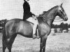 broodmare Cusop Ballerina (British Riding Pony, 1960, from Bwlch Valentino)