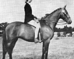 broodmare Cusop Ballerina (British Riding Pony, 1960, from Bwlch Valentino)