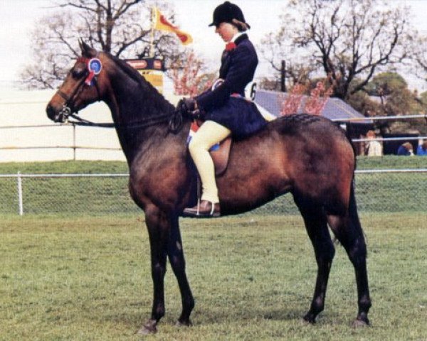 Zuchtstute Serendignette (British Riding Pony, 1973, von Cusop Dignity)