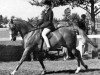 Deckhengst Keston Brown Sugar (British Riding Pony, 1978, von Wingrove Minkino)