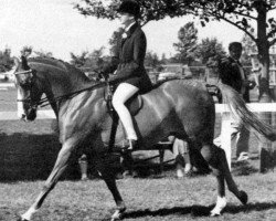 stallion Keston Brown Sugar (British Riding Pony, 1978, from Wingrove Minkino)