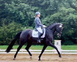 dressage horse Freetown 4 (Hanoverian, 2016, from Finest)