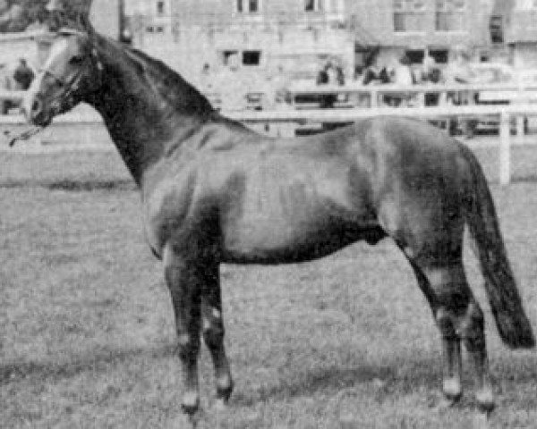 stallion Enstone Artist (Welsh Partbred, 1970, from Pendley Model)