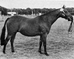 broodmare Comberton Dance of the Eagles (British Riding Pony, 1978, from Rosevean Eagle's Hill)