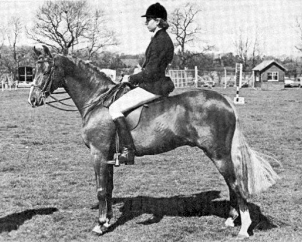 stallion Nutcombe Ashley of Oakley (British Riding Pony, 1971, from Oakley Bubbling Up)