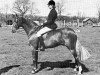 stallion Nutcombe Ashley of Oakley (British Riding Pony, 1971, from Oakley Bubbling Up)