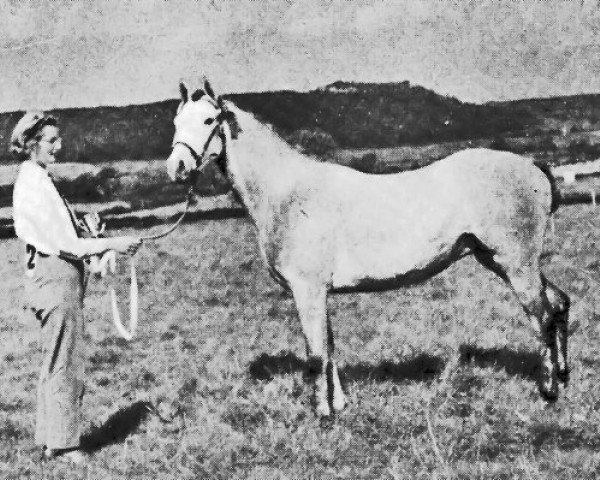 stallion Cusop Vagabond (British Riding Pony, 1958, from Bwlch Valentino)