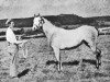 stallion Cusop Vagabond (British Riding Pony, 1958, from Bwlch Valentino)