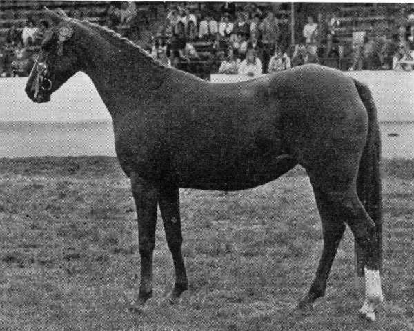 broodmare Polly's Gem (British Riding Pony, 1964, from Bwlch Valentino)