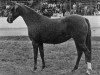 Zuchtstute Polly's Gem (British Riding Pony, 1964, von Bwlch Valentino)