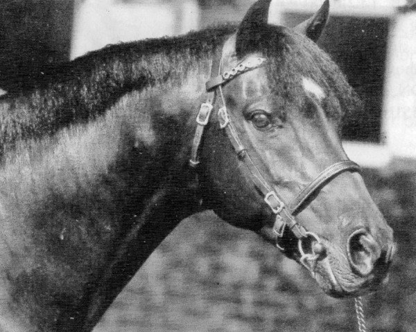 stallion Keston Tribune (British Riding Pony, 1982, from Rosslyn Sandalwood)