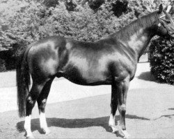 stallion Bishops Morning Magic xx (Thoroughbred, 1958, from Gay Presto xx)