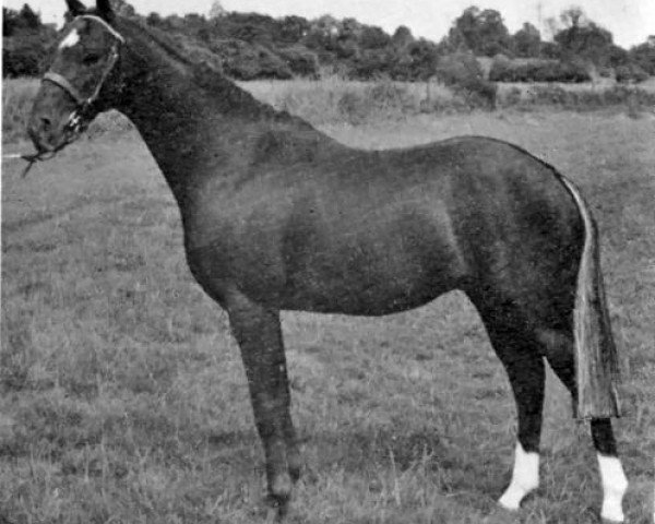 horse Cygnet of Spring (British Riding Pony,  , from Gems Signet)