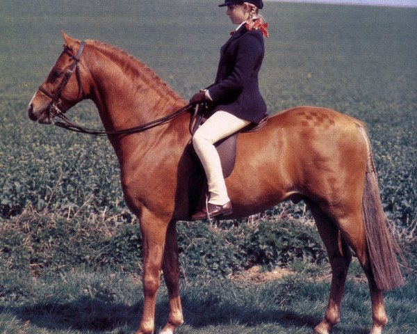 stallion Fairley Rembrandt (Welsh Partbred, 1980, from Keston Royal Occasion)