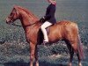 stallion Fairley Rembrandt (Welsh Partbred, 1980, from Keston Royal Occasion)