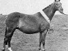 Zuchtstute Rosevean Fern (British Riding Pony, 1967, von Bwlch Zephyr)