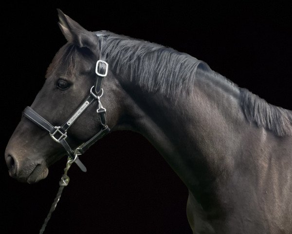 dressage horse Acher is my Romeo (Westphalian, 2014, from Acheron 4)