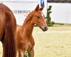 Dressurpferd Hengstfohlen von Scolari x For Romance x Don Gregory (Oldenburger, 2023, von Scolari)