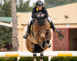 jumper Cachgon E (KWPN (Royal Dutch Sporthorse), 2011, from Cabachon)