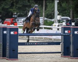 jumper Evenzo (KWPN (Royal Dutch Sporthorse), 2009, from Diarado)