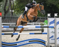 jumper Burberry des Terdrix (KWPN (Royal Dutch Sporthorse), 2006, from VDL Cardento 933)