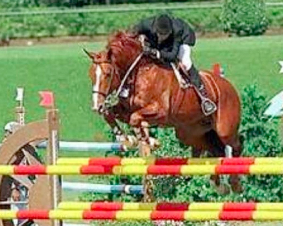 stallion Billy du Lys (Selle Français, 1989, from Grand Veneur)