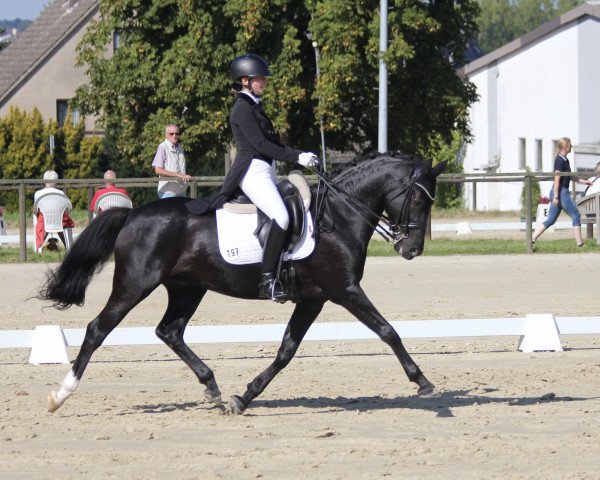 dressage horse Grimm Von Cux P (German Riding Pony, 2011, from FS Golden Highlight)