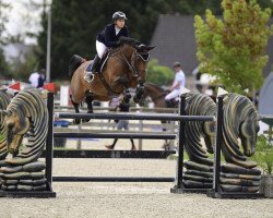 jumper Messalia Blue PS (Oldenburg show jumper, 2013, from HH Messenger)