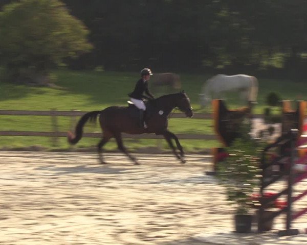 Reitturnier Loop/ Looperholz 2023