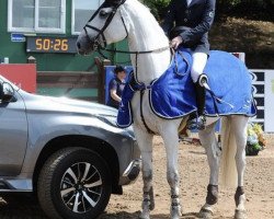 Springpferd Pauline F (Schwedisches Warmblut, 2011, von Bravour)