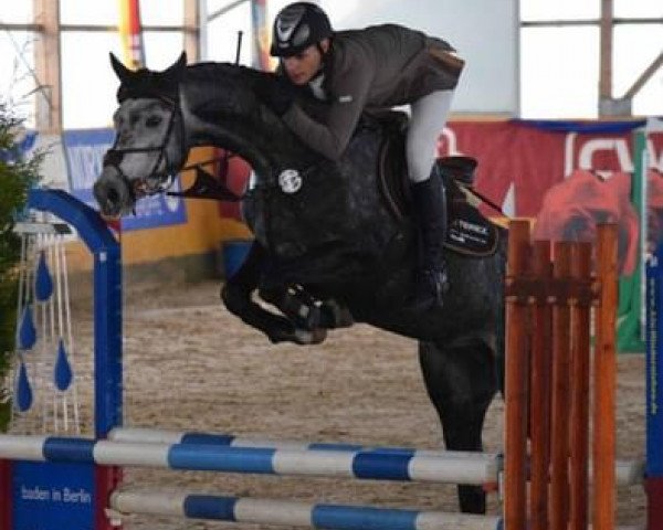 jumper Carl 104 (German Warmblood, 2012, from Ciaco's Son S)