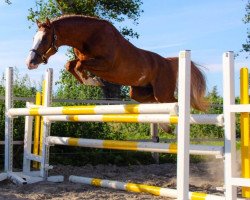 Deckhengst Pavlov (Deutsches Reitpony, 2017, von Paul SG)